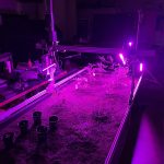 Built FarmBot with Tomato Plants and Grow Lights - 2